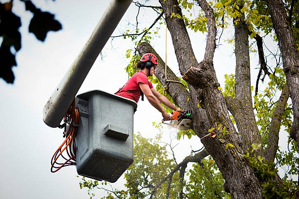 How Our Tree Care Process Works  in Wilmington Manor, DE